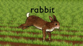 rabbit01